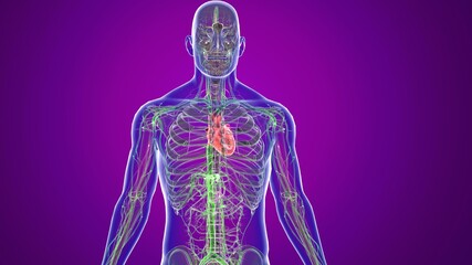 Human  Circulatory System Anatomy and Physiology.3D