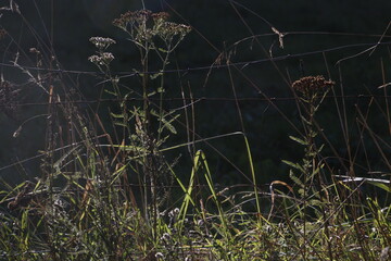 Countryside in a summer day