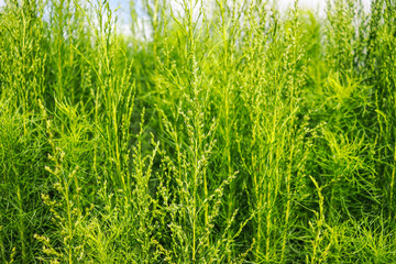 Dill Plants fresh garden, Healthy and Benefit of Dill.