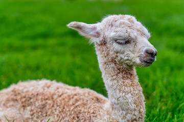 Fototapeta premium A Baby Crea Alpaca in Oregon