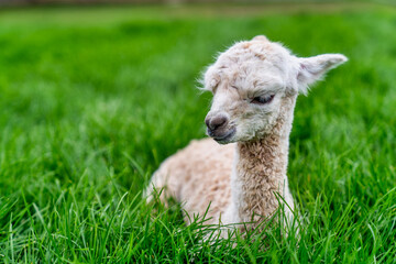 Fototapeta premium A Baby Crea Alpaca in Oregon