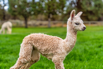 A Baby Crea Alpaca in Oregon