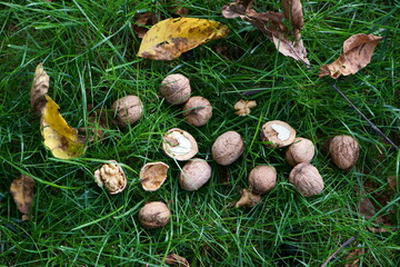 jesień © Magorzata