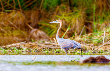 A heron hunts in a lake in Kenya. Nakuru National Park.