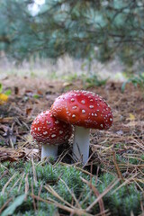 Red and white poisonous mushroom Amanita muscaria in the moss spruce forest. Commonly known as the fly agaric or fly amanita. Natural environment.