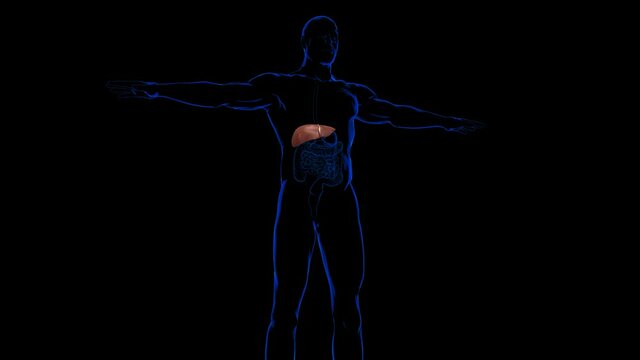 Liver Human Digestive System Anatomy For Medical Concept 3D