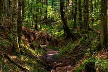 Peat bog forest Red Creek (Crveni potok)  on Tara mountain in Serbia