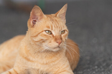のんびり過ごす野良猫　茶トラ猫