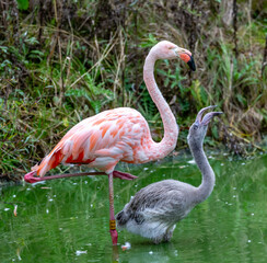 pink flamingo in the zoo