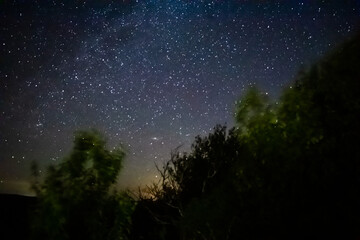 Stars Through the Trees