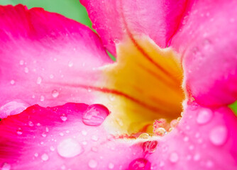 Fototapeta na wymiar Macro image closed up of desert rose pink flowers with raindrops background