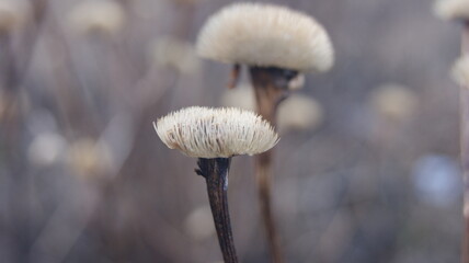  white flowers on gray background