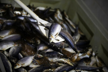 Industrial salting of herring. The herring is cooked in a saline solution.