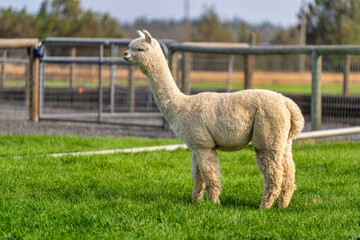 Alpacas on a farm in Oregon