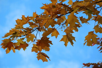 Golden maple leaves against a blue sky