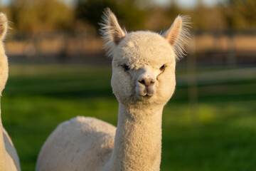 Obraz premium Alpacas on a farm in Oregon