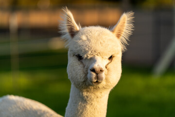 Obraz premium Alpacas on a farm in Oregon