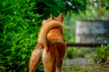 Obraz premium red fox in the grass