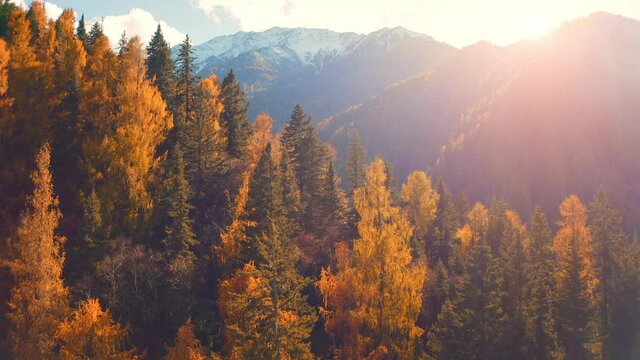 Aerial Drone View Flight over pine tree forest in Mountain at sunset