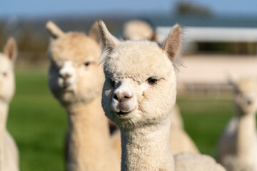 Alpacas on a farm in Oregon