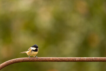 Coal Tit bird perched in the garden