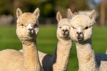 Fototapeta premium Alpacas on a farm in Oregon