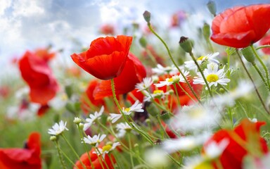 Naklejka premium summer Russian beauty