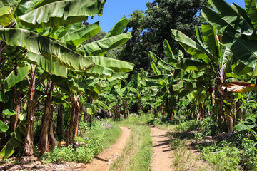 banana plantation in the jungle