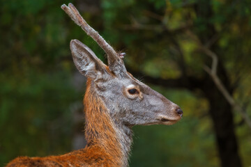 Portrait of a red deer (Cervus elaphus) on a blurry background. Deer in the forest.