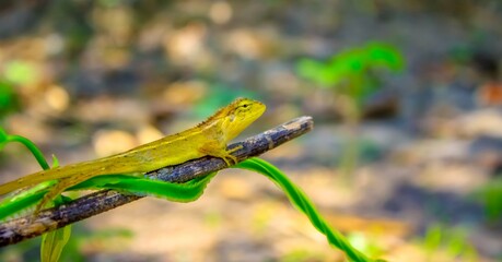 lizard on a tree