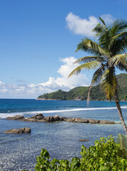 trees on the beach