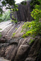 tree on the rocks