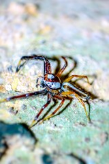 spider on a web