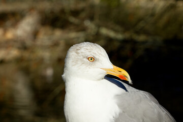 Larus michahellis, head-length with robust seagull beak