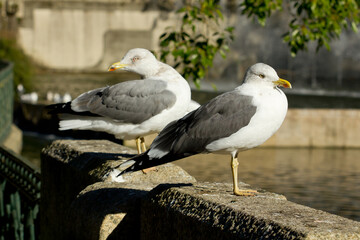 Lesser black-backed gull, Larus fuscus, seabird resting