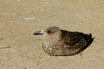 Lesser black-backed gull, Larus fuscus, juvenile seabird