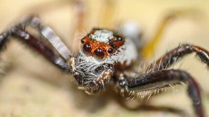spider on the ground