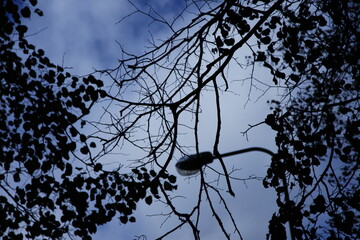 
Branches