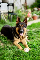 German shepherd lying on the grass in the park. Portrait of a purebred dog. Looking in the camera. German Shepherd on the grass, dog in the park, dogs portrait