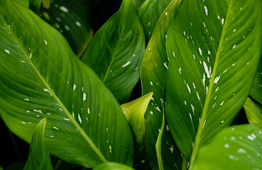 Natural green  leaves dark color tropical in the garden background