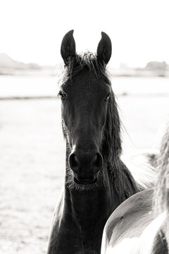 Friesian horse / Frizian portrait
