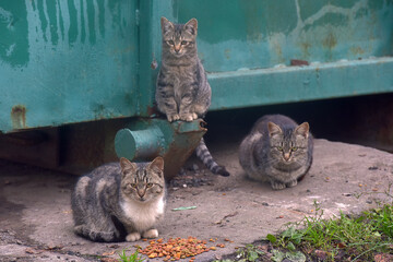stray cats eat together on the street