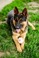 German shepherd lying on the grass in the park. Portrait of a purebred dog. Looking in the camera. German Shepherd on the grass, dog in the park, dogs portrait