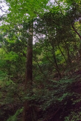 森林