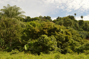 The lush rainforest and jungle landscapes of St Vincent And the Grenadines islands, Caribbean Ocean