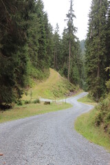 A way through the woods