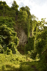 Fototapeta na wymiar The lush rainforest and jungle landscapes of St Vincent And the Grenadines islands, Caribbean Ocean
