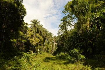 The lush rainforest and jungle landscapes of St Vincent And the Grenadines islands, Caribbean Ocean