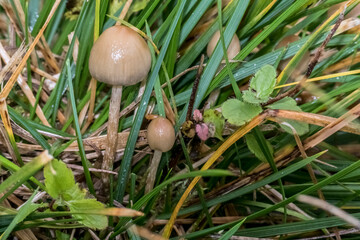 Psilocybe semilanceata mushroom