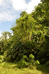 The lush rainforest and jungle landscapes of St Vincent And the Grenadines islands, Caribbean Ocean